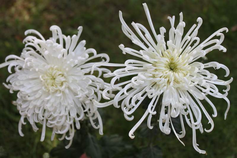 Ƭ 076.jpg