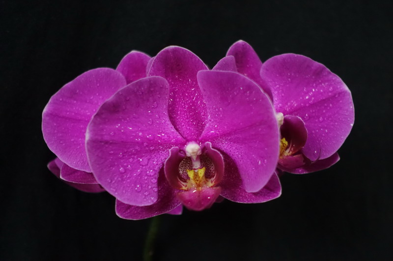 DSC00841_СС.JPG