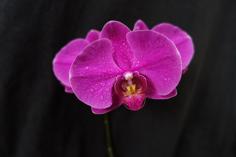 DSC00847_СС.JPG
