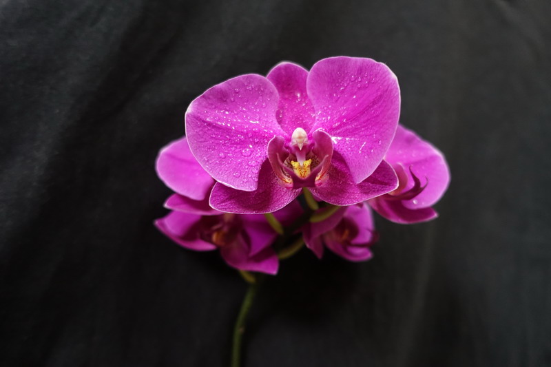 DSC00865_СС.JPG