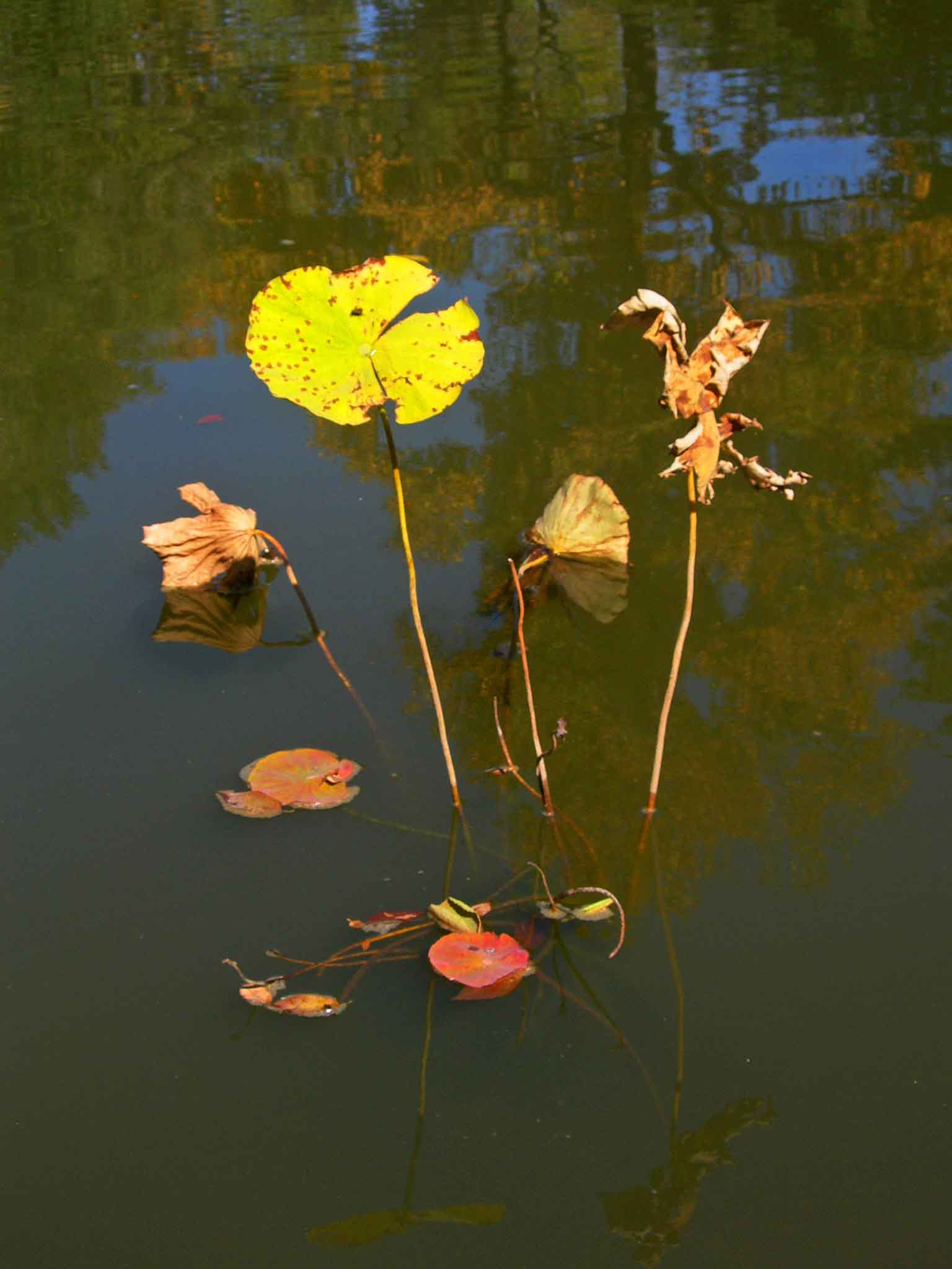 DSCN7679-3.jpg