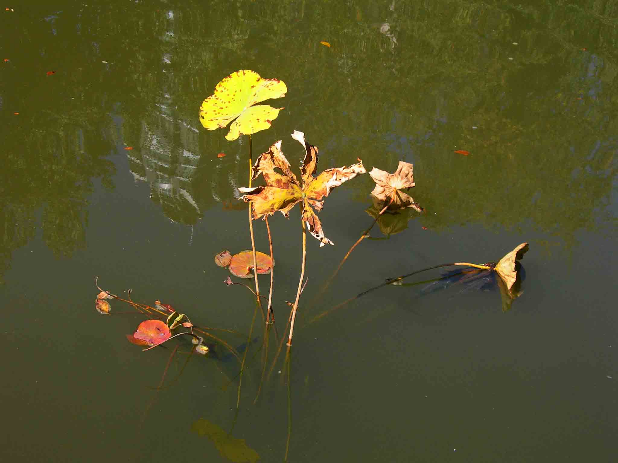 DSCN7680-3.jpg