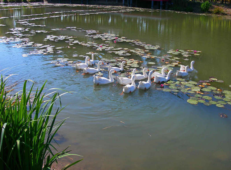 DSCN8000-3.jpg