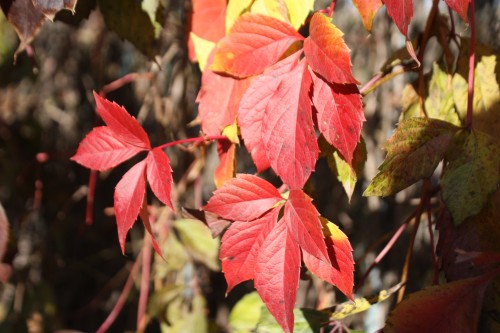 IMG_0132_conew1.jpg