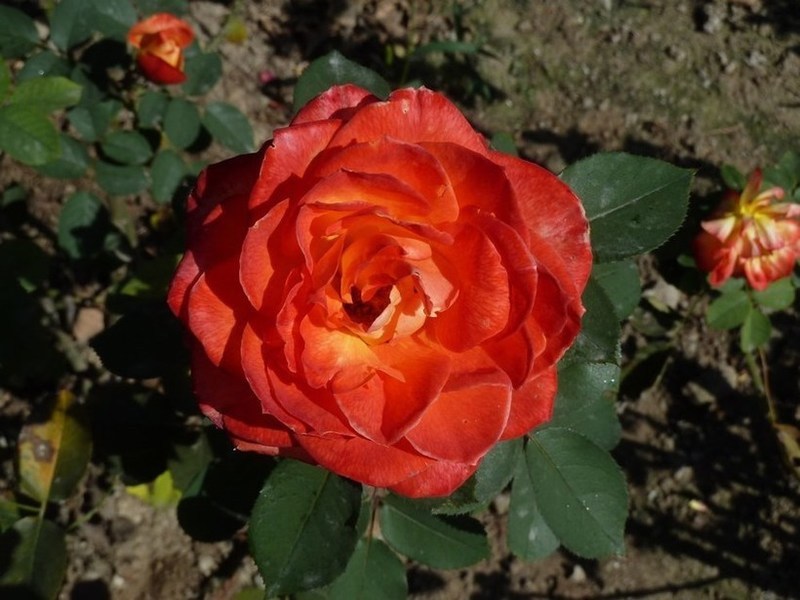 P1100199.JPG