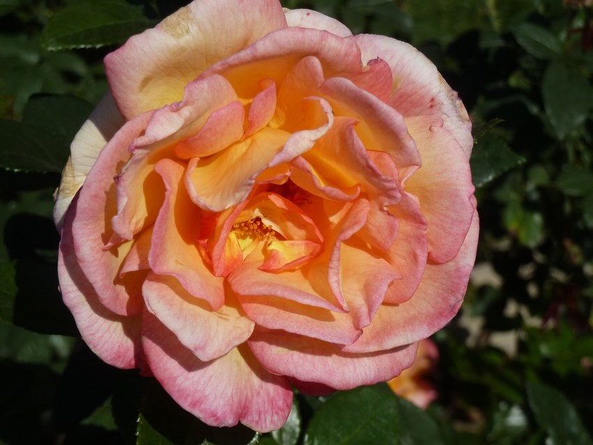 P1100201.JPG