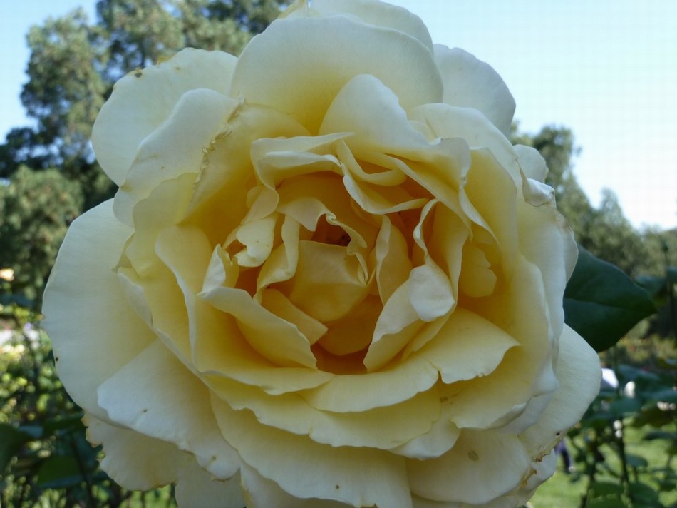 P1100207.JPG