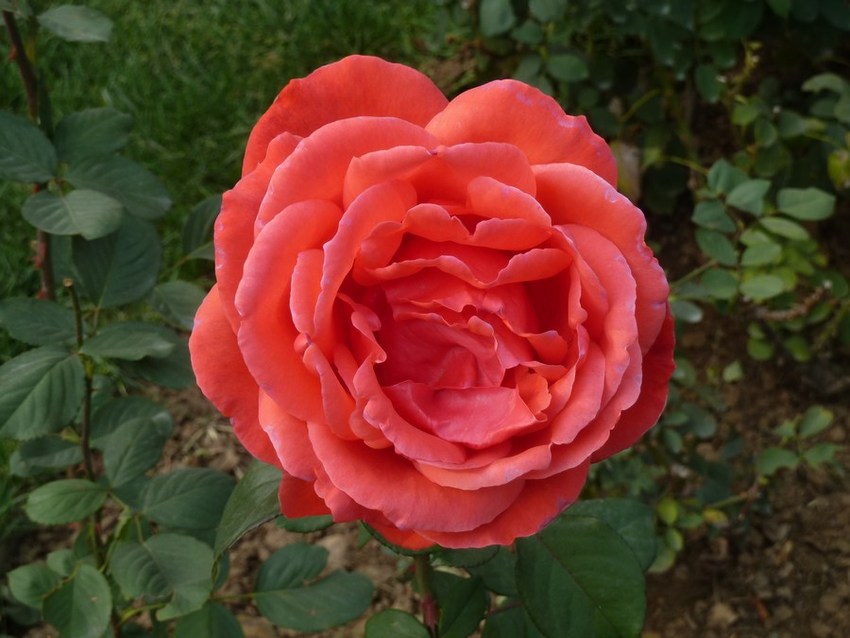 P1100741.JPG