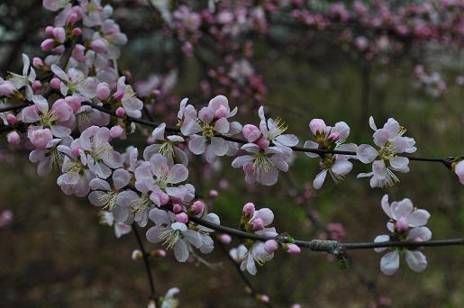DSC_0019.JPG