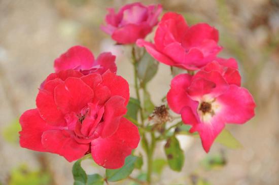 DSC_2532.jpg