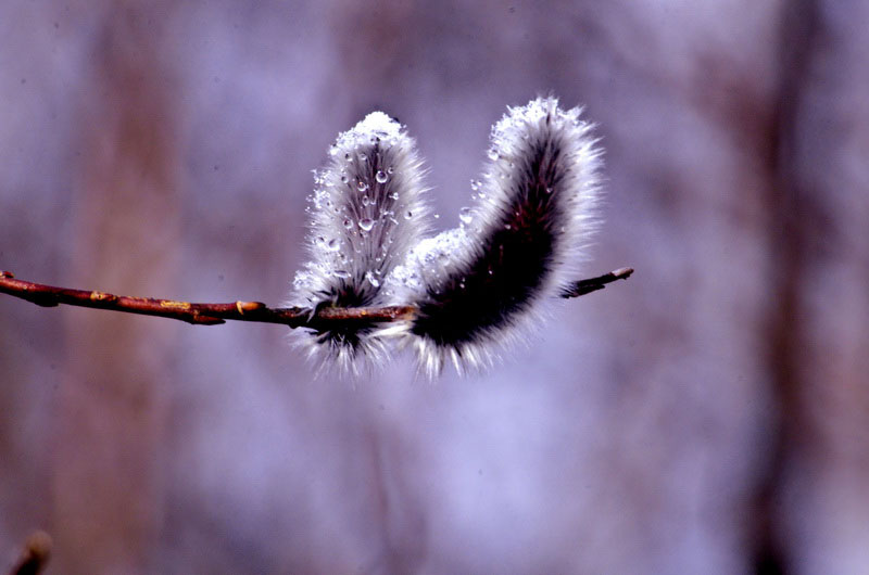 DSC_9385_С.JPG