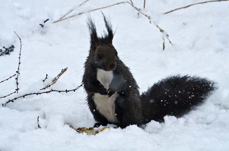 DSC_9226_С.JPG