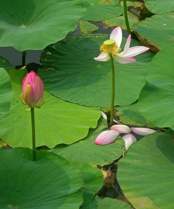DSCN3930-3.jpg