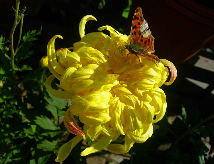 DSCN7534-3.jpg