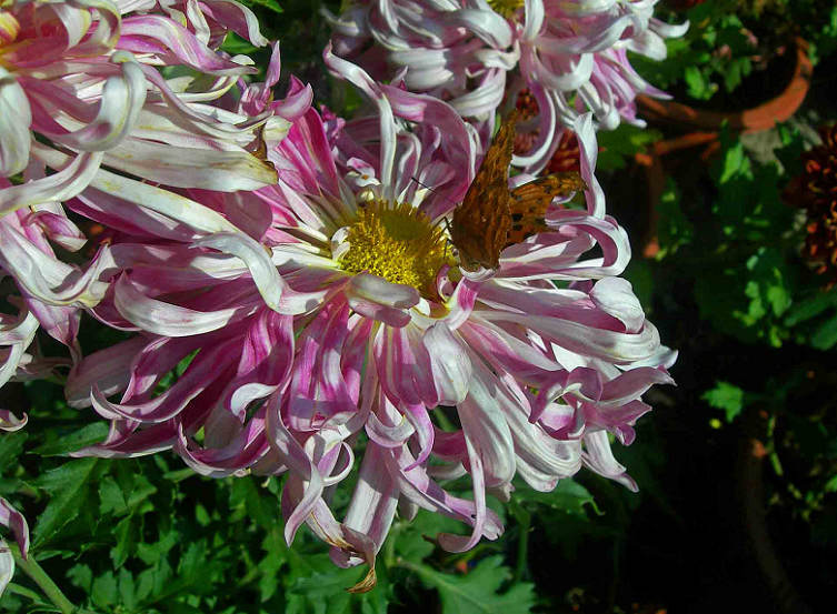 DSCN7575-3.jpg