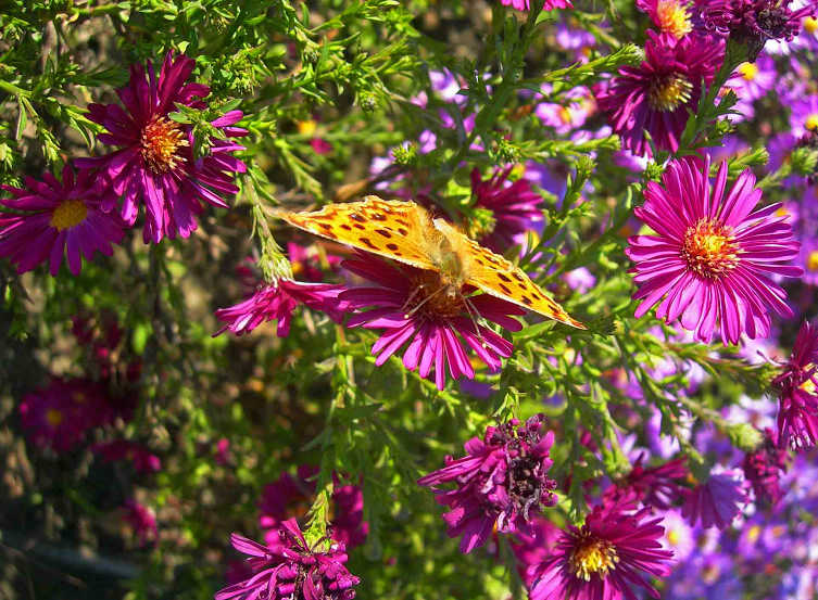DSCN8041-3.jpg