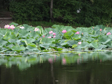 DSC00333_.jpg