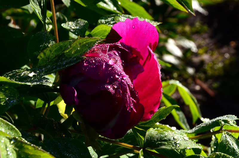 DSC_2676_С.JPG