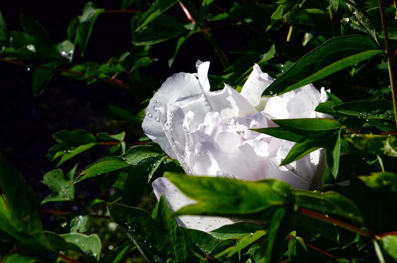DSC_2686_С.JPG