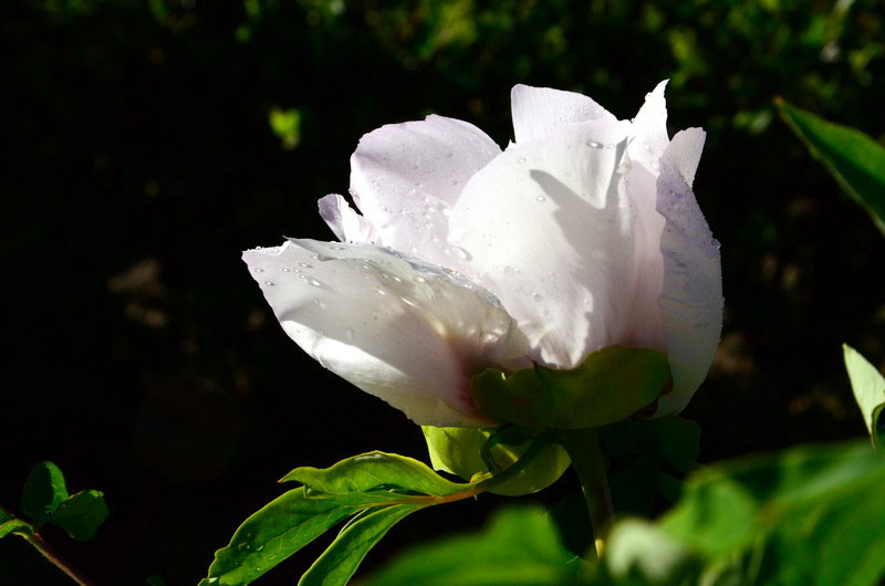 DSC_2688_С.JPG