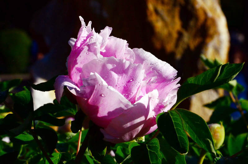 DSC_2696_С.JPG