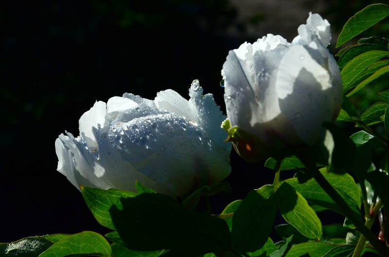 DSC_2717_С.JPG