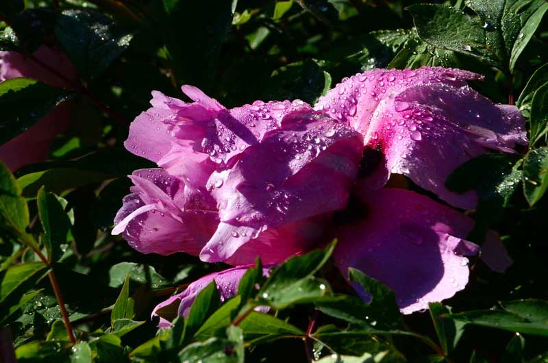 DSC_2707_С.JPG