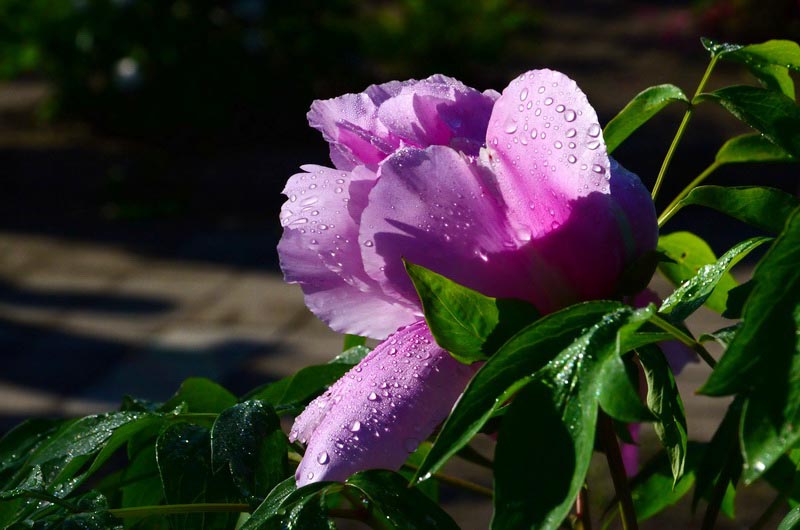 DSC_2712_С.JPG
