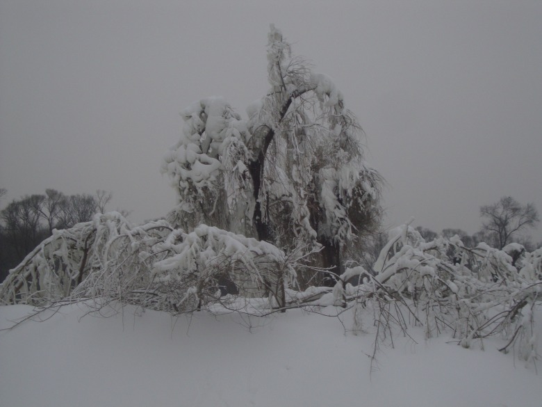 DSC00824_conew1.jpg