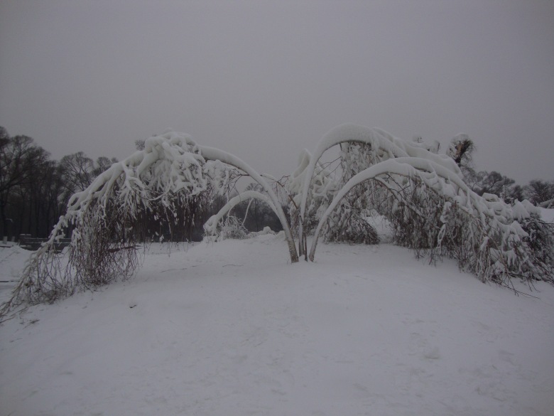 DSC00829_conew1.jpg