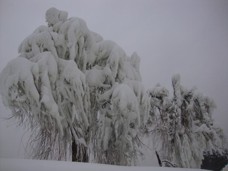 DSC00832_conew1.jpg