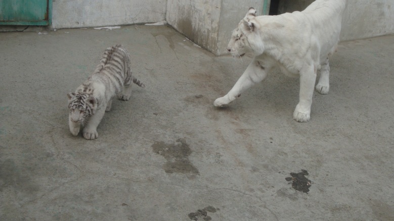DSC01450_conew1.jpg