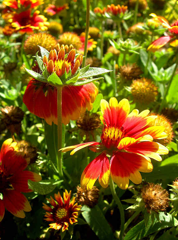 DSCN5370-3.jpg