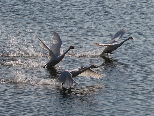 IMG_2166_.jpg