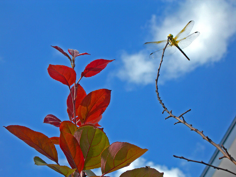 1-DSCN0427-3.jpg