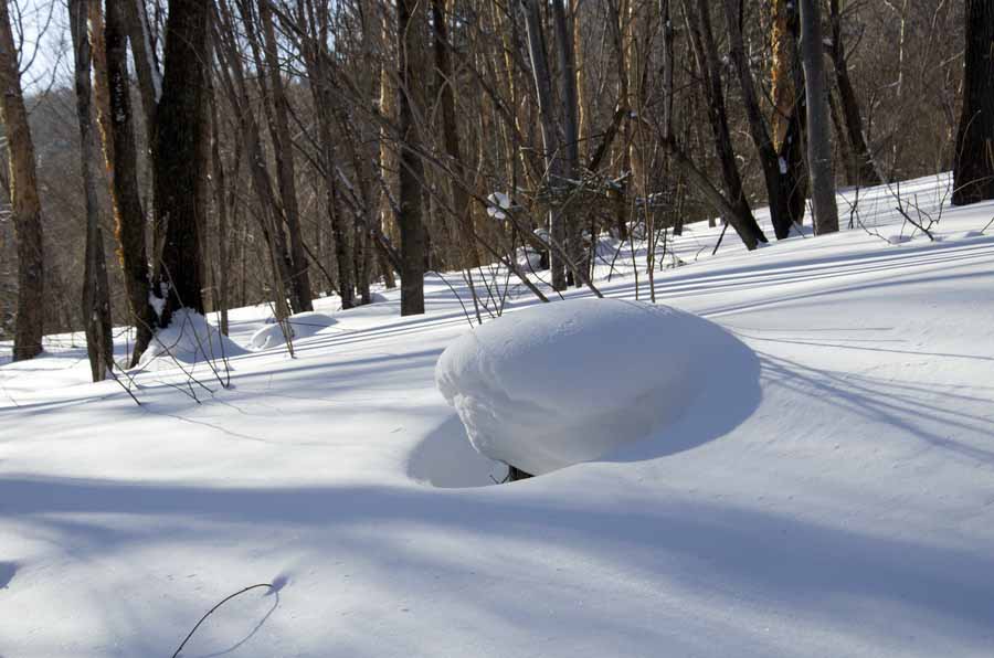 DSC_9117_С.jpg