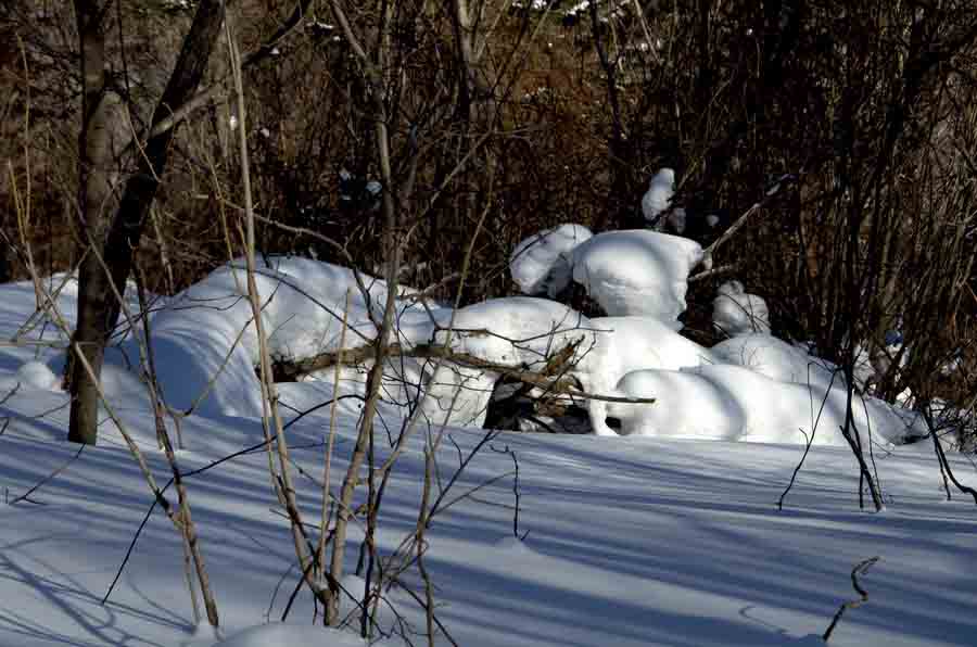 DSC_9133_С.jpg