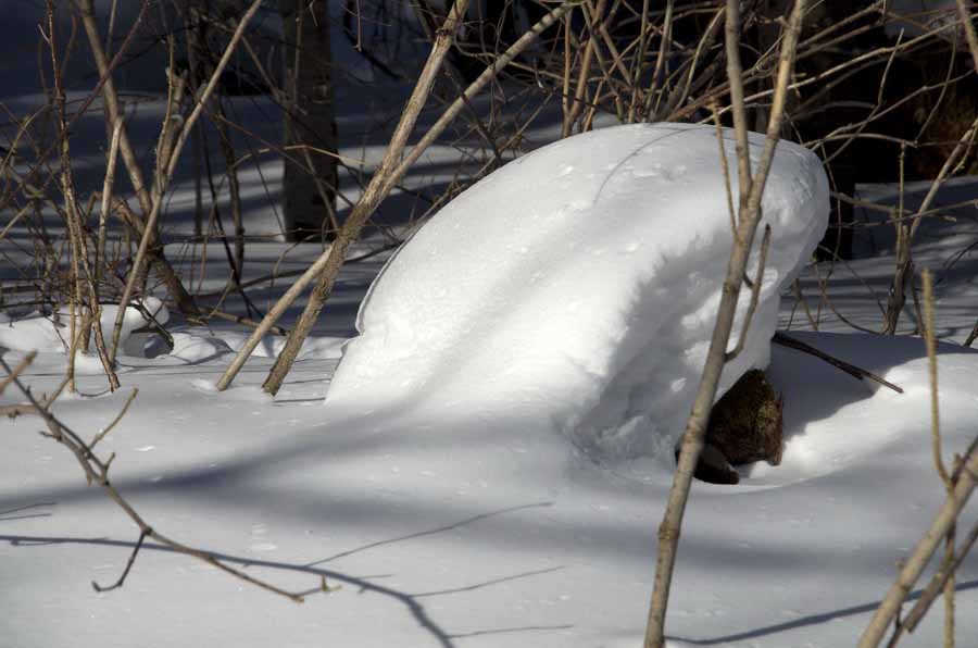 DSC_9142_С.jpg