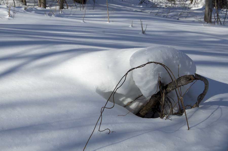 DSC_9151_С.jpg