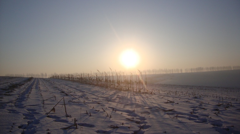 DSC03811_conew1.jpg