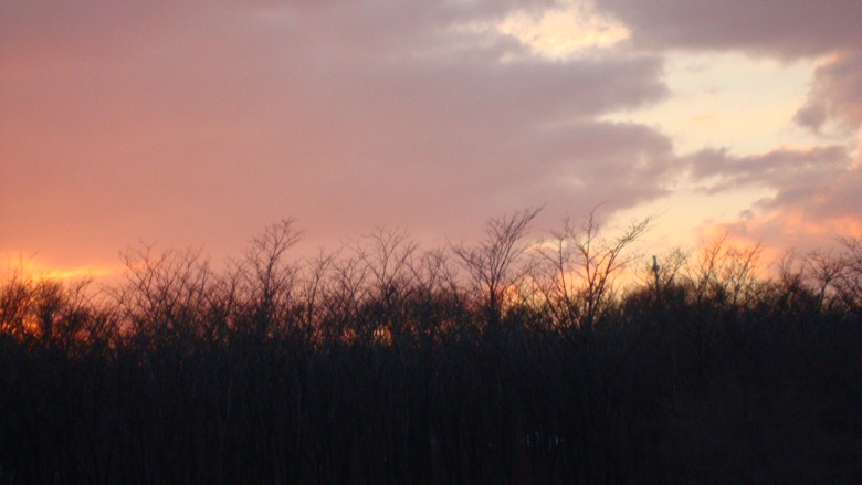 DSC08706_conew1.jpg