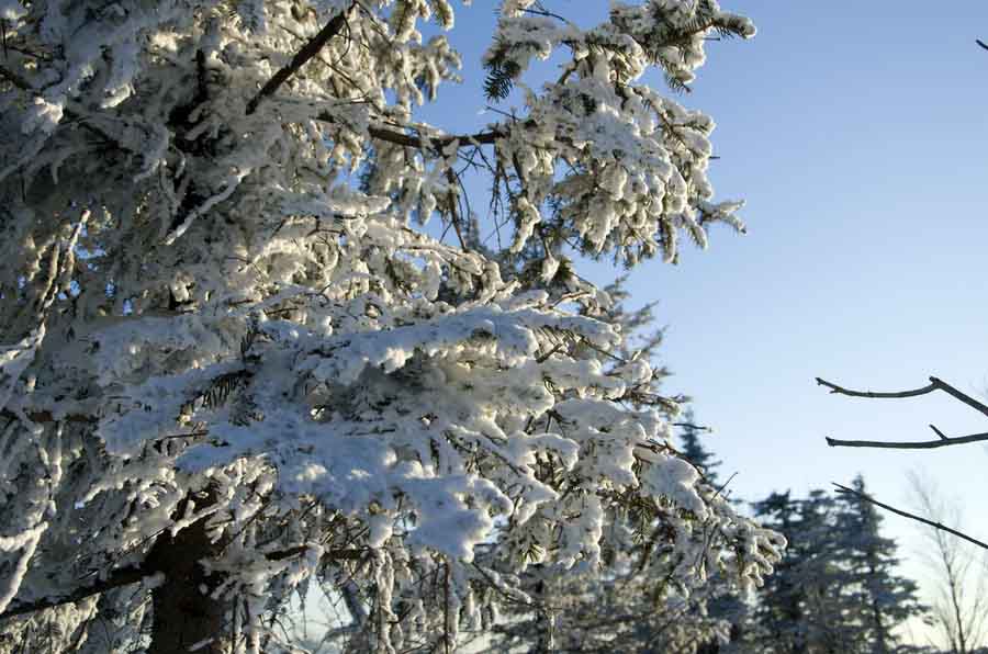 DSC_9329_С.jpg