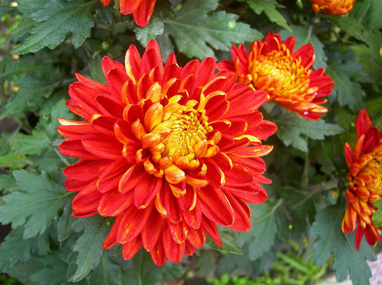 DSCN7467-3.jpg