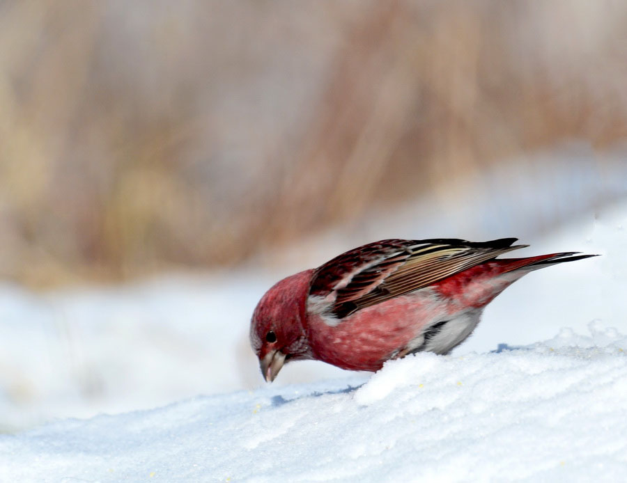 DSC_6413_С.JPG