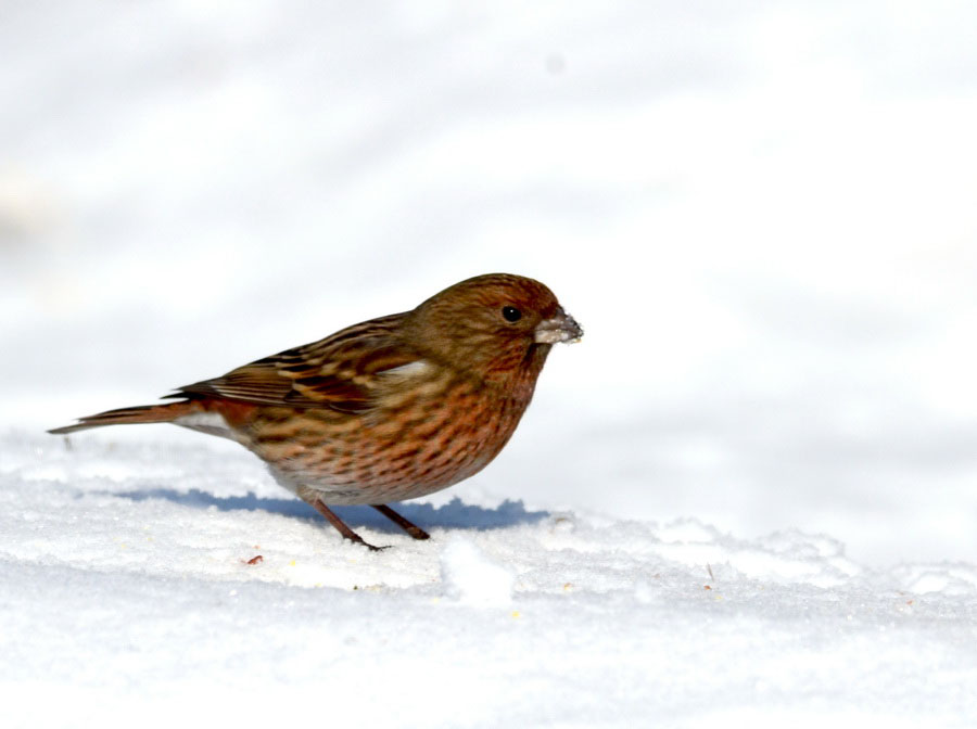 DSC_6508_С.JPG