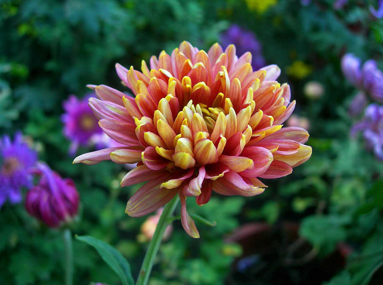 1-DSCN7550-3.jpg
