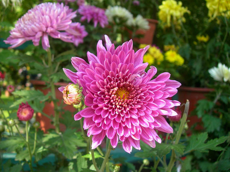 DSCN7222-3.jpg
