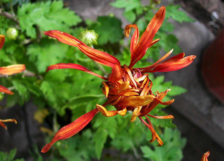 DSCN7396-3.jpg