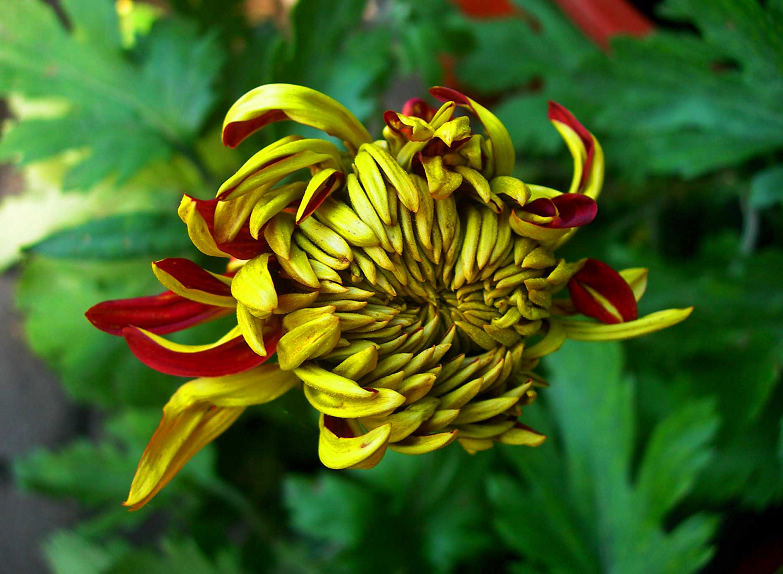 DSCN7525-3.jpg