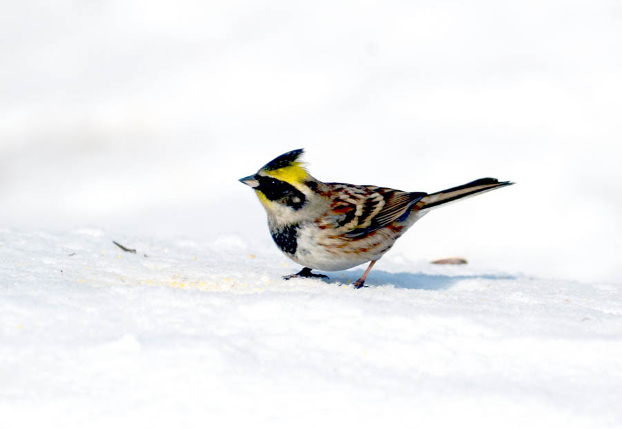 DSC_6946_С.JPG